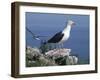 Greater Black Back Gull-CM Dixon-Framed Photographic Print