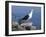 Greater Black Back Gull-CM Dixon-Framed Photographic Print