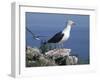 Greater Black Back Gull-CM Dixon-Framed Photographic Print