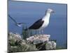 Greater Black Back Gull-CM Dixon-Mounted Photographic Print