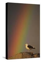 Greater Black Backed Gull (Larus Marinus) Standing on Rock with Rainbow, Flatanger, Norway-Widstrand-Stretched Canvas