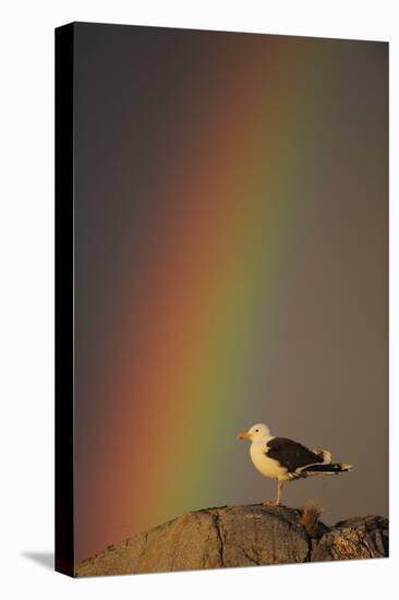 Greater Black Backed Gull (Larus Marinus) Standing on Rock with Rainbow, Flatanger, Norway-Widstrand-Stretched Canvas