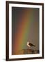 Greater Black Backed Gull (Larus Marinus) Standing on Rock with Rainbow, Flatanger, Norway-Widstrand-Framed Photographic Print
