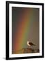 Greater Black Backed Gull (Larus Marinus) Standing on Rock with Rainbow, Flatanger, Norway-Widstrand-Framed Photographic Print