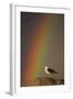 Greater Black Backed Gull (Larus Marinus) Standing on Rock with Rainbow, Flatanger, Norway-Widstrand-Framed Photographic Print