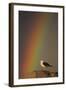 Greater Black Backed Gull (Larus Marinus) Standing on Rock with Rainbow, Flatanger, Norway-Widstrand-Framed Photographic Print