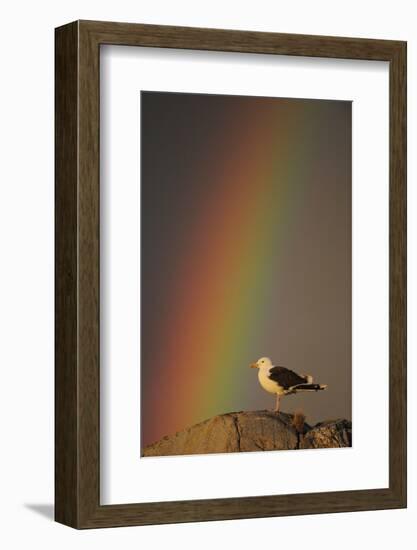 Greater Black Backed Gull (Larus Marinus) Standing on Rock with Rainbow, Flatanger, Norway-Widstrand-Framed Photographic Print