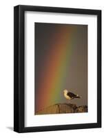 Greater Black Backed Gull (Larus Marinus) Standing on Rock with Rainbow, Flatanger, Norway-Widstrand-Framed Photographic Print