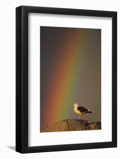 Greater Black Backed Gull (Larus Marinus) Standing on Rock with Rainbow, Flatanger, Norway-Widstrand-Framed Photographic Print