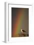 Greater Black Backed Gull (Larus Marinus) Standing on Rock with Rainbow, Flatanger, Norway-Widstrand-Framed Photographic Print