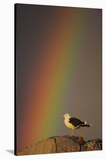 Greater Black Backed Gull (Larus Marinus) Standing on Rock with Rainbow, Flatanger, Norway-Widstrand-Stretched Canvas