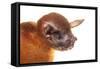 Greater Bulldog Bat (Noctilio Leporinus) Portrait, Surama, Guyana. Meetyourneighbours.Net Project-Andrew Snyder-Framed Stretched Canvas