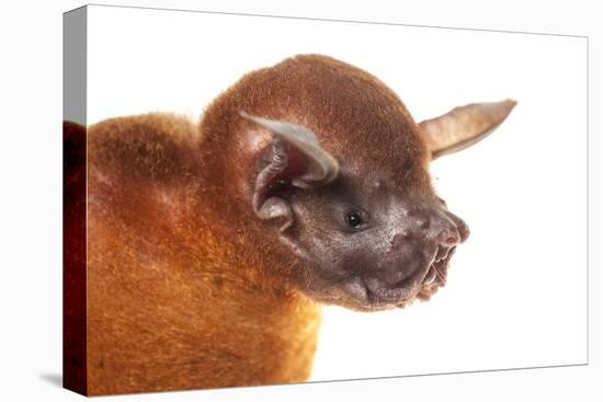 Greater Bulldog Bat (Noctilio Leporinus) Portrait, Surama, Guyana. Meetyourneighbours.Net Project-Andrew Snyder-Stretched Canvas