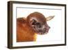 Greater Bulldog Bat (Noctilio Leporinus) Portrait, Surama, Guyana. Meetyourneighbours.Net Project-Andrew Snyder-Framed Photographic Print