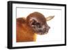 Greater Bulldog Bat (Noctilio Leporinus) Portrait, Surama, Guyana. Meetyourneighbours.Net Project-Andrew Snyder-Framed Photographic Print