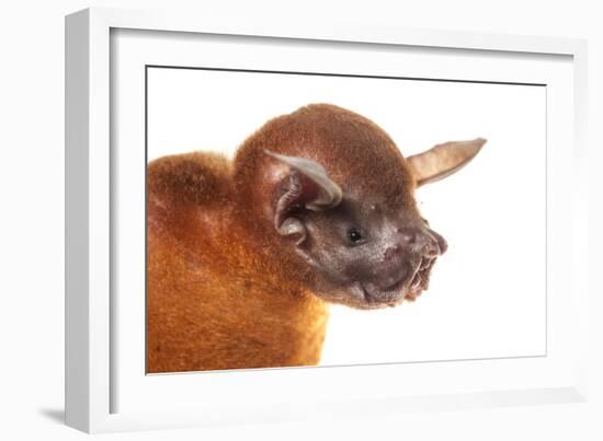 Greater Bulldog Bat (Noctilio Leporinus) Portrait, Surama, Guyana. Meetyourneighbours.Net Project-Andrew Snyder-Framed Photographic Print