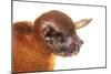 Greater Bulldog Bat (Noctilio Leporinus) Portrait, Surama, Guyana. Meetyourneighbours.Net Project-Andrew Snyder-Mounted Photographic Print