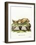 Greater Bulldog Bat-null-Framed Giclee Print