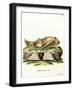 Greater Bulldog Bat-null-Framed Giclee Print