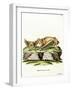 Greater Bulldog Bat-null-Framed Giclee Print