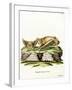 Greater Bulldog Bat-null-Framed Giclee Print