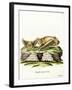 Greater Bulldog Bat-null-Framed Giclee Print