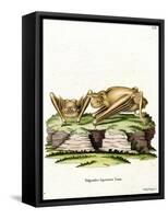 Greater Bulldog Bat-null-Framed Stretched Canvas
