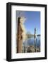 Greater Bullrush / Reedmace with seeds emerging, Cotswold Water Park, Wiltshire, UK-Nick Upton-Framed Photographic Print