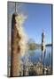 Greater Bullrush / Reedmace with seeds emerging, Cotswold Water Park, Wiltshire, UK-Nick Upton-Mounted Photographic Print