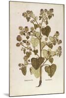 Greater Burdock - Arctium Lappa (Personatia) by Leonhart Fuchs from De Historia Stirpium Commentari-null-Mounted Giclee Print