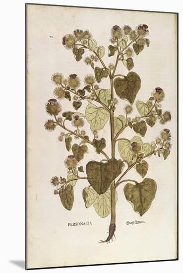 Greater Burdock - Arctium Lappa (Personatia) by Leonhart Fuchs from De Historia Stirpium Commentari-null-Mounted Giclee Print