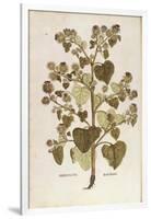 Greater Burdock - Arctium Lappa (Personatia) by Leonhart Fuchs from De Historia Stirpium Commentari-null-Framed Giclee Print
