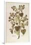 Greater Burdock - Arctium Lappa (Personatia) by Leonhart Fuchs from De Historia Stirpium Commentari-null-Framed Giclee Print