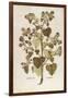 Greater Burdock - Arctium Lappa (Personatia) by Leonhart Fuchs from De Historia Stirpium Commentari-null-Framed Giclee Print