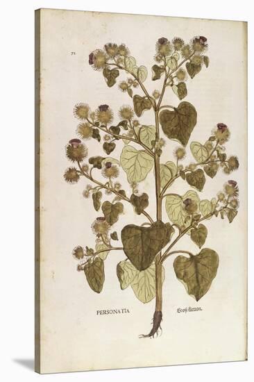 Greater Burdock - Arctium Lappa (Personatia) by Leonhart Fuchs from De Historia Stirpium Commentari-null-Stretched Canvas