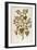 Greater Burdock - Arctium Lappa (Personatia) by Leonhart Fuchs from De Historia Stirpium Commentari-null-Framed Giclee Print
