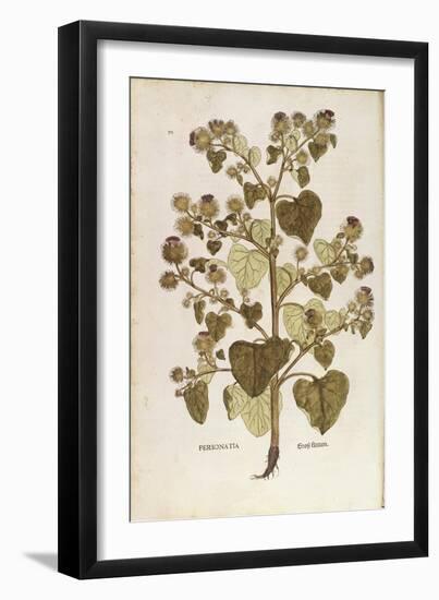 Greater Burdock - Arctium Lappa (Personatia) by Leonhart Fuchs from De Historia Stirpium Commentari-null-Framed Giclee Print