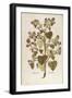 Greater Burdock - Arctium Lappa (Personatia) by Leonhart Fuchs from De Historia Stirpium Commentari-null-Framed Giclee Print