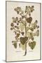 Greater Burdock - Arctium Lappa (Personatia) by Leonhart Fuchs from De Historia Stirpium Commentari-null-Mounted Giclee Print