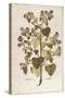 Greater Burdock - Arctium Lappa (Personatia) by Leonhart Fuchs from De Historia Stirpium Commentari-null-Stretched Canvas