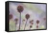 Greater Burnet-null-Framed Stretched Canvas
