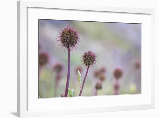 Greater Burnet-null-Framed Photographic Print