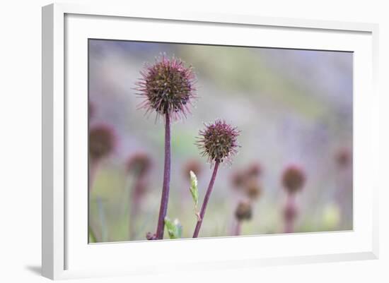 Greater Burnet-null-Framed Photographic Print