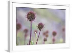 Greater Burnet-null-Framed Photographic Print