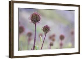 Greater Burnet-null-Framed Photographic Print