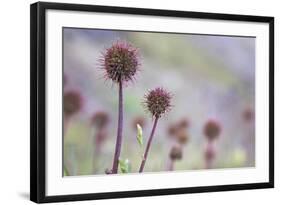 Greater Burnet-null-Framed Photographic Print