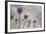 Greater Burnet-null-Framed Photographic Print