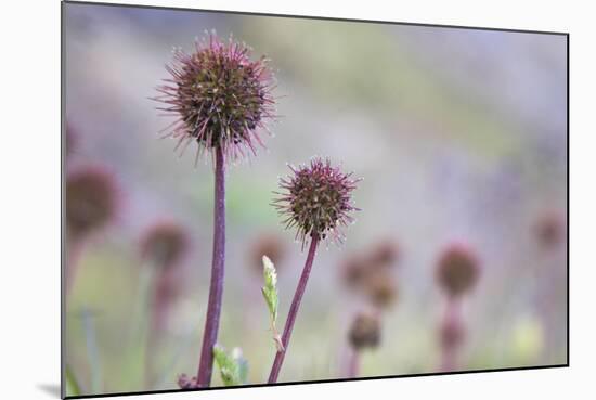 Greater Burnet-null-Mounted Photographic Print