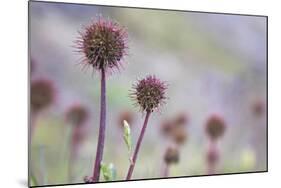 Greater Burnet-null-Mounted Photographic Print