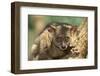 Greater Bush Baby-DLILLC-Framed Premium Photographic Print